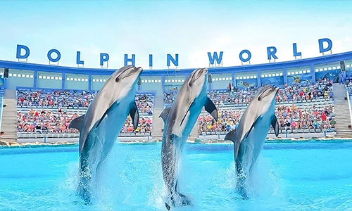 dolphin watching hurghada