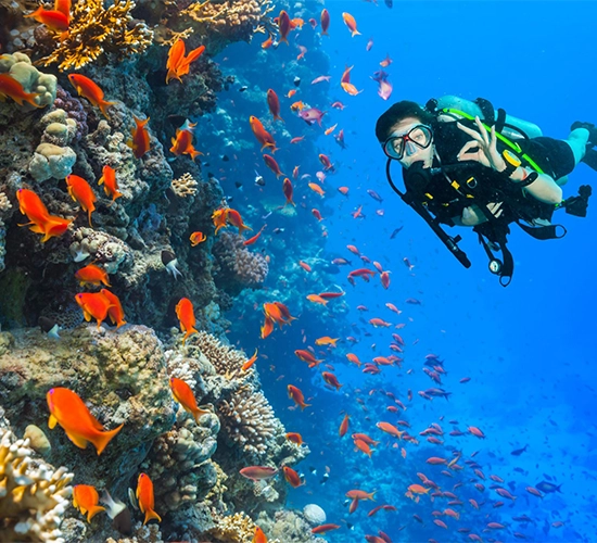 top dive sites